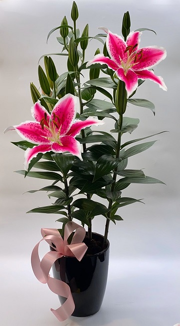 Stargazer Lily Plant Flower Bouquet