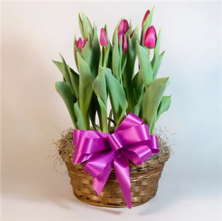 Tulip Plant in a Basket